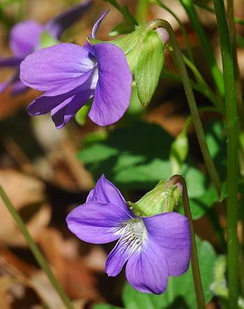 Viola_palmata_flowers.jpg