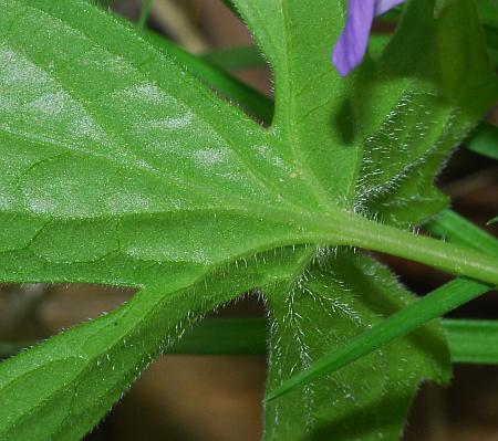 Viola_palmata_leaf2.jpg