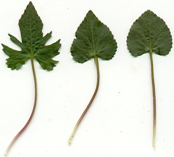 Viola_palmata_leaves.jpg