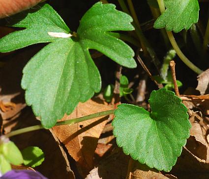 Viola_palmata_leaves1.jpg