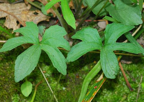 Viola_palmata_leaves2.jpg