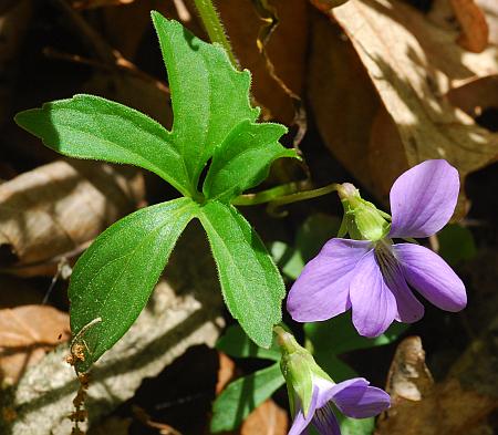 Viola_palmata_nostem.jpg