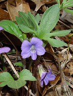 Viola palmata thumbnail