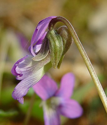 Viola_papilionacea_calyx.jpg