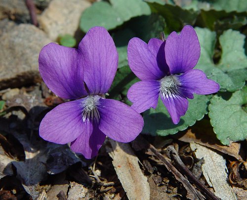 Viola_papilionacea_flowers.jpg