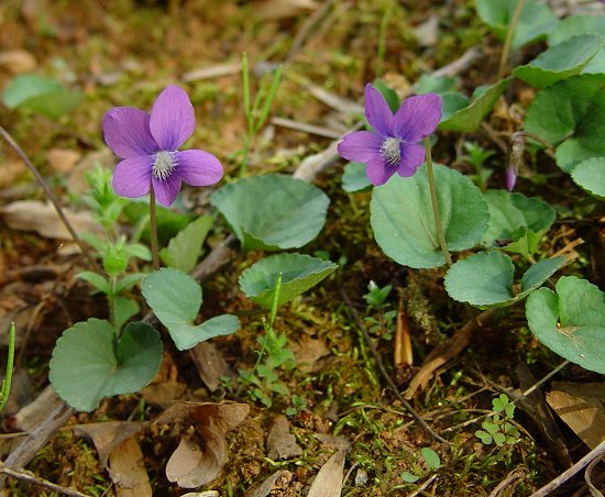 Viola_papilionacea_plant.jpg