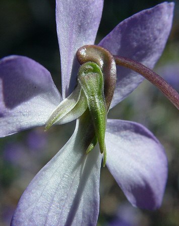 Viola_pedata_calyx.jpg