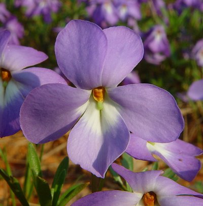 Viola_pedata_flower.jpg