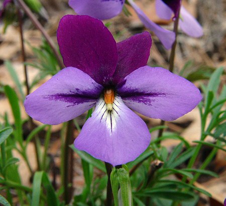 Viola_pedata_flower1.jpg