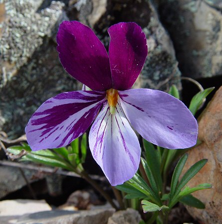 Viola_pedata_flower2.jpg