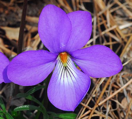 Viola_pedata_flower3.jpg