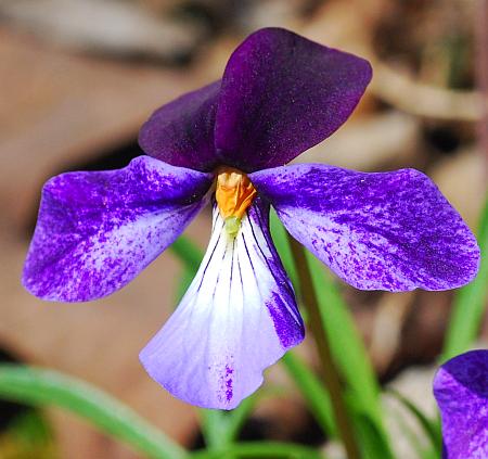 Viola_pedata_flower4.jpg