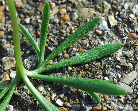 Viola_pedata_leaf2.jpg