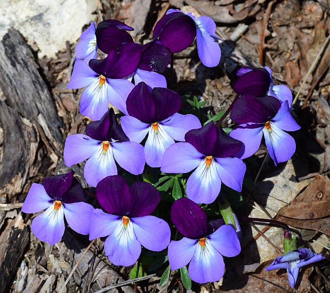 Viola_pedata_plant.jpg