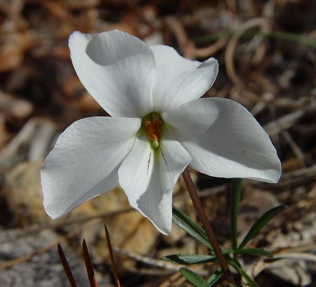 Viola_pedata_white_flower.jpg