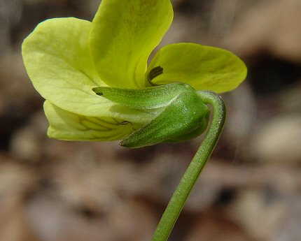 Viola_pubescens_calyx.jpg