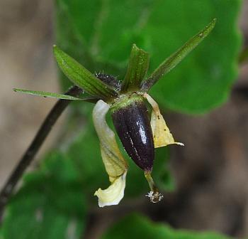 Viola_pubescens_fruit.jpg