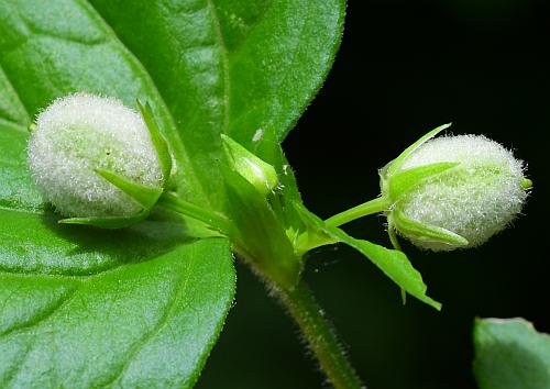 Viola_pubescens_fruits.jpg