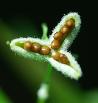 Viola_pubescens_fruits2.jpg