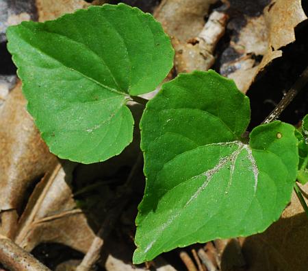 Viola_pubescens_leaves1.jpg