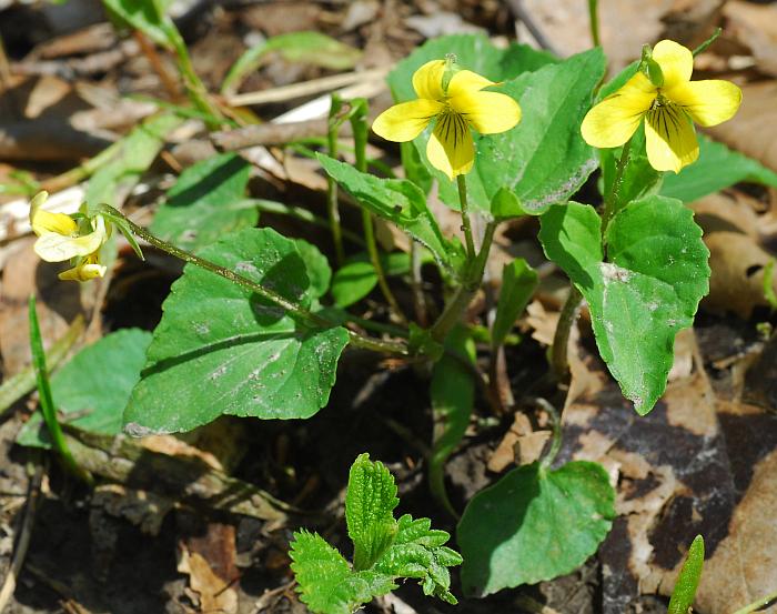 Viola_pubescens_plant.jpg