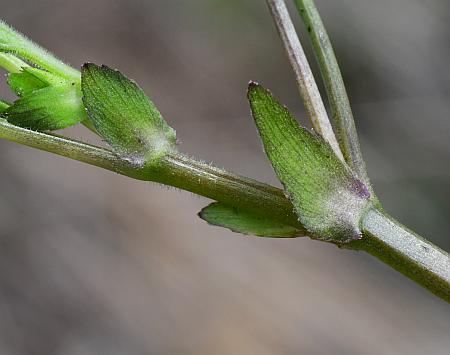 Viola_pubescens_stipules.jpg