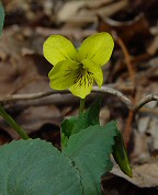 Viola pubescens thumbnail