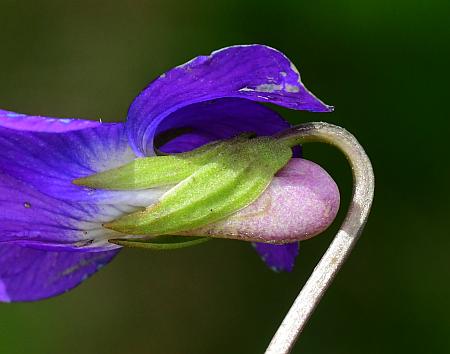 Viola_sagittata_calyx1.jpg