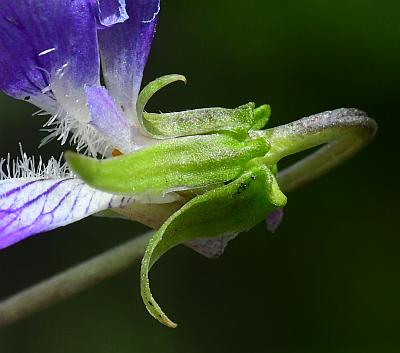 Viola_sagittata_calyx2.jpg