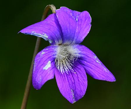 Viola_sagittata_corolla.jpg