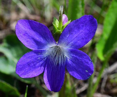 Viola_sagittata_corolla2.jpg