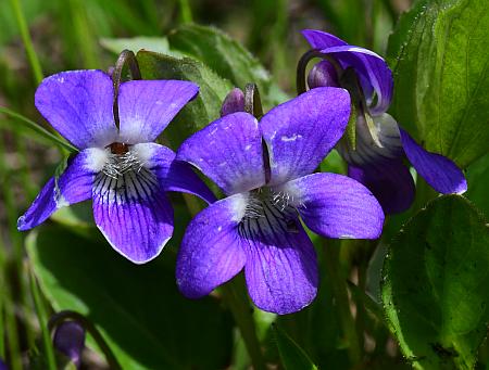 Viola_sagittata_inflorescence.jpg