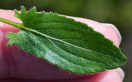 Viola_sagittata_leaf1.jpg