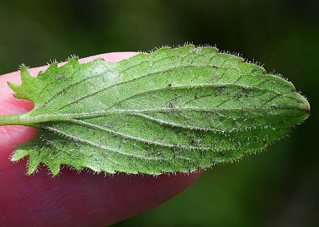 Viola_sagittata_leaf2.jpg