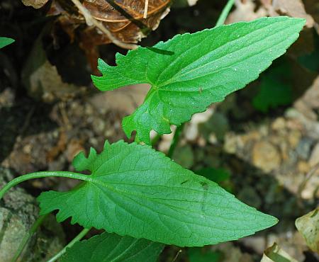 Viola_sagittata_leaves1.jpg