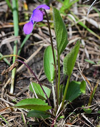 Viola_sagittata_nostem.jpg