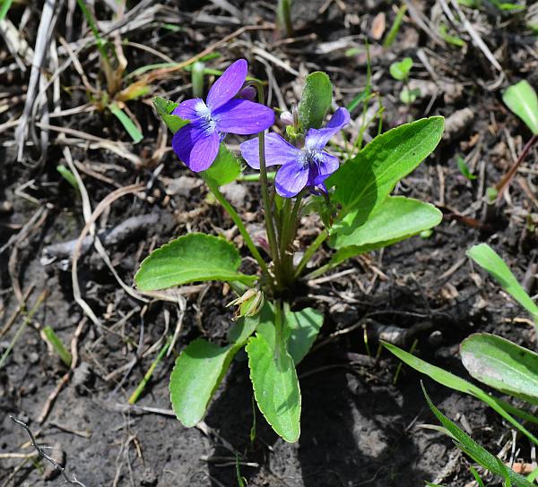 Viola_sagittata_plant.jpg