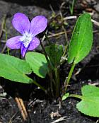 Viola sagittata thumbnail