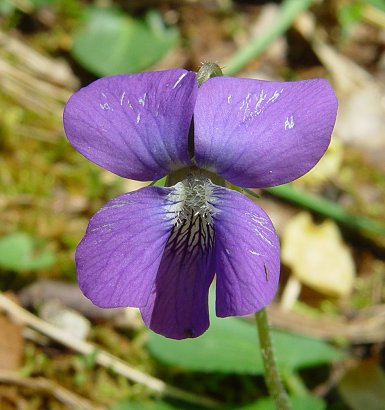 Viola_sororia_flower.jpg