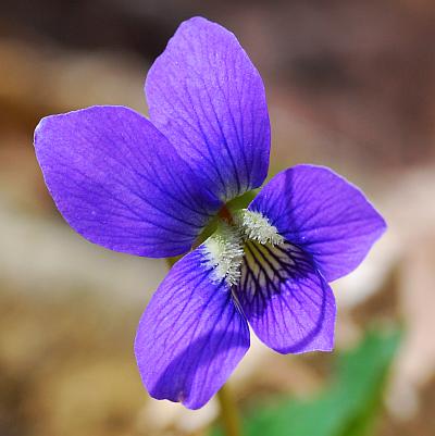 Viola_sororia_flower2.jpg