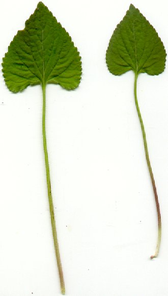 Viola_sororia_leaves.jpg