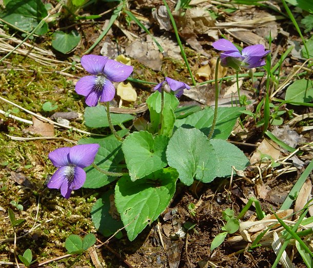 Viola_sororia_plant.jpg