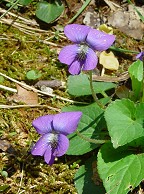 Viola sororia thumbnail