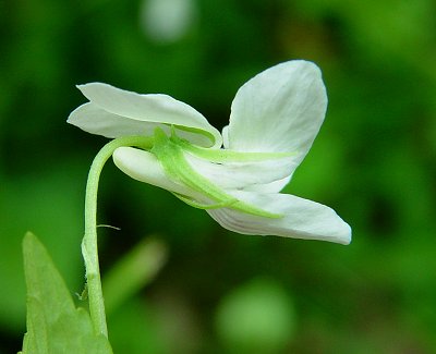 Viola_striata_calyx.jpg