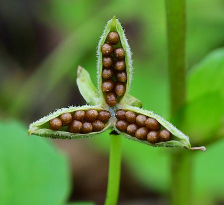 Viola_striata_fruit.jpg