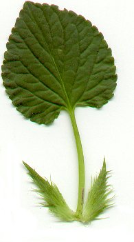 Viola_striata_leaf.jpg