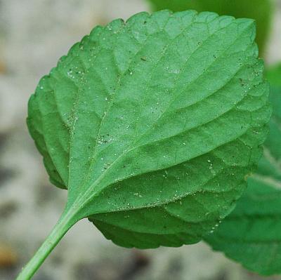 Viola_striata_leaf2.jpg