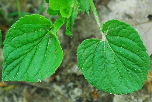 Viola_striata_leaves1.jpg