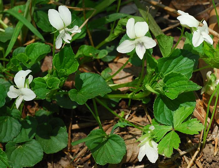 Viola_striata_plant.jpg