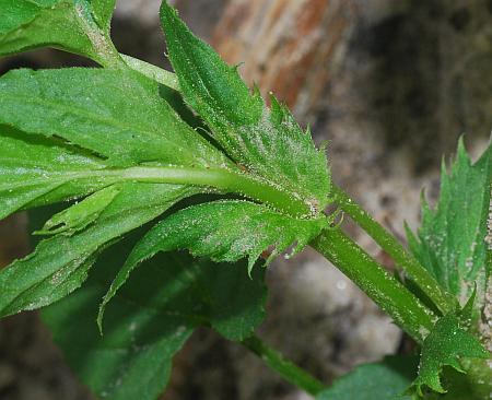 Viola_striata_stem.jpg